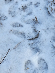 Lepus americanus