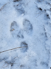Lepus americanus