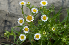 Erigeron morrisonensis