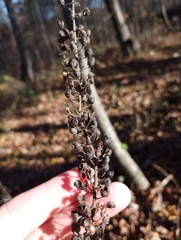 Actaea racemosa