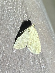 Dyspyralis puncticosta