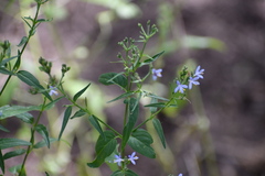 Carlowrightia parviflora