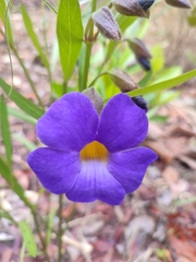 Thunbergia