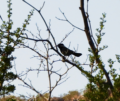 Melaniparus cinerascens