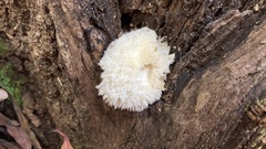 Hericium erinaceus