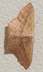 Scopula imitaria