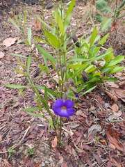 Thunbergia