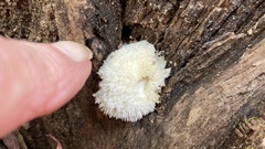 Hericium erinaceus