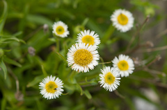 Erigeron morrisonensis