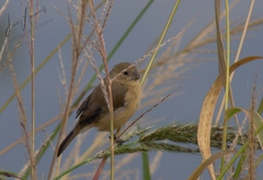 Sporophila torqueola