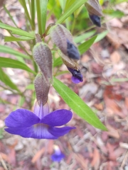 Thunbergia