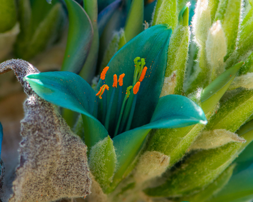 Puya alpestris