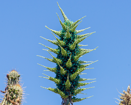 Puya alpestris