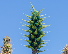 Puya alpestris alpestris