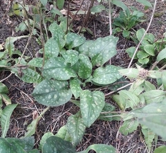 Pulmonaria saccharata
