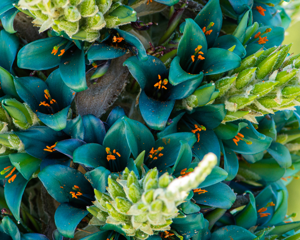 Sapphire tower (Puya alpestris) · iNaturalist