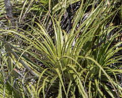 Puya alpestris alpestris