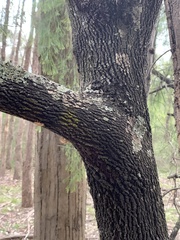 Exocarpos cupressiformis