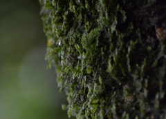 Fontinalis antipyretica