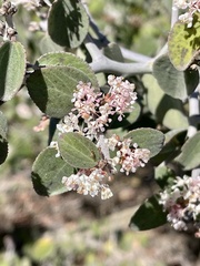Ceanothus incanus