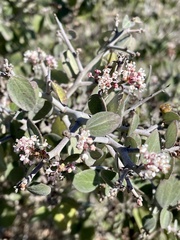 Ceanothus incanus