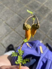 Sophora microphylla