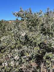 Ceanothus incanus
