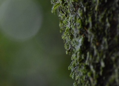 Fontinalis antipyretica