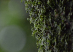 Fontinalis antipyretica