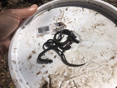 Batrachoseps gavilanensis