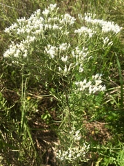 Eupatorium hyssopifolium