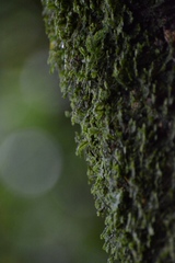 Fontinalis antipyretica