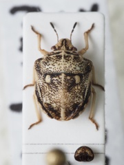 Bolbocoris