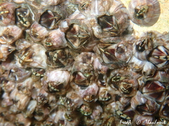 Amphibalanus amphitrite