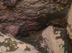 Uropterygius versutus