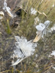 Asclepias subverticillata