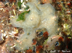 Aplidium glabrum