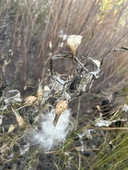 Asclepias subverticillata