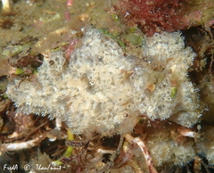 Aplidium nordmanni