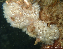 Aplidium nordmanni