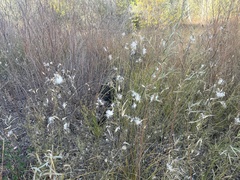 Asclepias subverticillata