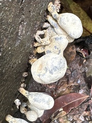 Xylaria fockei