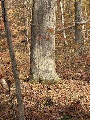 Quercus alba
