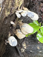 Xylaria fockei