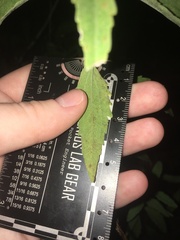 Eupatorium maritimum