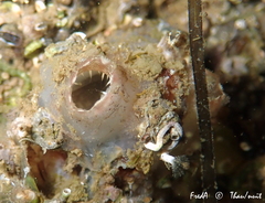 Ascidiella aspersa