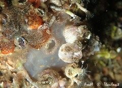Ascidiella aspersa