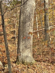 Quercus alba