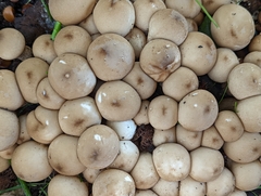 Apioperdon pyriforme