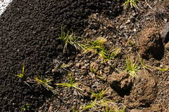 Cenchrus clandestinus